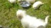 Coton de tulear 270000_t.jpg