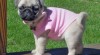 Pug štěňata k adopci 270697_t.jpg