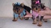 Mužské a ženské Yorkie teriér štěňátka k adopci 270711_t.jpg