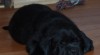Krásné štěňátko labradora 270730_t.jpg