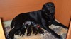 Labradorský Retriever s PP 270966_t.jpg