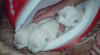 west highland white terrier 27096_t.jpg