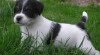 PARSON RUSSELL TERRIER - štěňátka s PP 271450_t.jpg