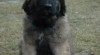 Leonberger 271479_t.jpg
