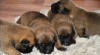 Bel.ovčák - malinois 271579_t.jpg