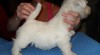 West highland white terrier 271608_t.jpg