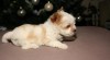 GOLDDUST YORKSHIRE TERRIER 273379_t.jpg