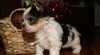 BIEWER YORKSHIRE TERRIER 273435_t.jpg