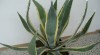 Agave americana a Agáve v. marginata 275449_t.jpg