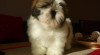 Shih-tzu štěňátka s PP 277064_t.jpg