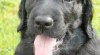 Flat coated retriever s PP 27708_t.jpg