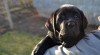 Labrador štěňátka s PP černá fenka 277801_t.jpg