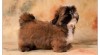 SHIHTZU štěňátka 278350_t.jpg