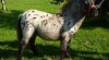 Mini appaloosa - klisnička na prodej 278540_t.jpg
