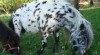Mini appaloosa - hřebeček na prodej 278560_t.jpg