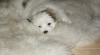 COTON DE TULÉAR 27869_t.jpg