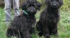 štěně - briard 27879_t.jpg
