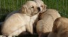 Labrador - štěňata s PP 27891_t.jpg