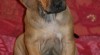 Volný pejsek Rhodéského Ridgebacka s PP 279260_t.jpg