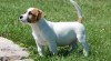 Jack Russell teriér 280118_t.jpg