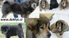 Tibetská doga, Tibetan Mastiff, DoKhyi - štěňátka 280679_t.jpg