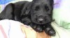 Flat coated retriever s PP 28107_t.jpg