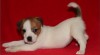 Jack russell terier s PP 282080_t.jpg
