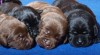 Krásná štěňátka labradorů 282201_t.jpg