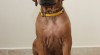 Rhodéský ridgeback s PP 282859_t.jpg