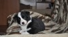 Border kolie 283847_t.jpg