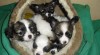 Papillon s PP 284617_t.jpg
