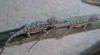 Agama vousata 284670_t.jpg