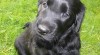 Flat Coated retriever s PP 28506_t.jpg