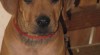 Rhodéský ridgeback - štěňátka 28513_t.jpg