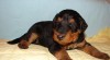Erdelteriér šteniatka s PP - Airedale terrier 285410_t.jpg