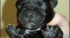 Staffordshire Bull Terrier s PP 285663_t.jpg