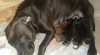 Zadám Amerického Pitbullteriéra 285674_t.jpg