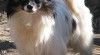 papillon 288329_t.jpg