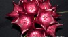 Voskovka (Hoya sp., Waxplant for sale) 292695_t.jpg