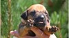 Rhodesian ridgeback 292726_t.jpg