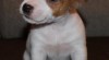 Jack Russell Terrier s PP 294921_t.jpg