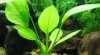Akvarijní rostliny 295129_t.jpg