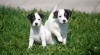 Parson Jack Russell teriér 295479_t.jpg