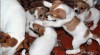 Jack russell terier s PP 295529_t.jpg