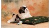 SHIH TZU štěňátka 295994_t.jpg