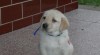 Labradorský retriever 29657_t.jpg