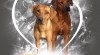 Rhodéský ridgeback - štěňátka s PP, CHS Afryea 297526_t.jpg