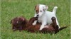 Chesapeake bay retriever 298586_t.jpg