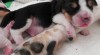 Beagle (bígl) s PP - štěňátka po úspěšných rodičích! 299265_t.jpg