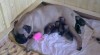 Bullmastif, Bulmastif, Bullmastiff 299706_t.jpg